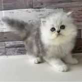ペルシャ