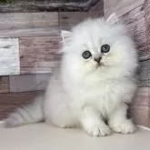ペルシャ