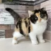 ミヌエット(長足)