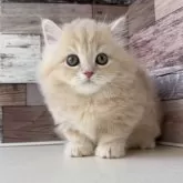 ミヌエット(短足)【愛知県・女の子・2025年3月24日・クリームタビー】の写真1