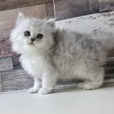 ペルシャ