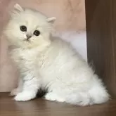 ペルシャ
