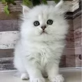 ペルシャ
