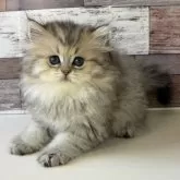 ペルシャ