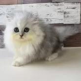 ペルシャ