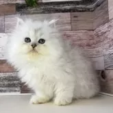 ペルシャ