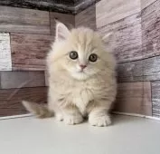 ミヌエット(短足)【愛知県・女の子・2025年3月24日・クリームタビー】の写真2