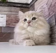 ミヌエット(短足)【愛知県・女の子・2025年3月24日・クリームタビー】の写真2