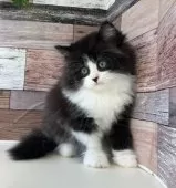 ミヌエット(長足)【愛知県・男の子・2024年12月9日・ブラック&ホワイト】の写真2