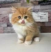 ミヌエット(長足)【愛知県・女の子・2025年8月3日・レッドタビー&ホワイト】の写真2