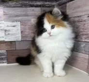 ミヌエット(長足)【愛知県・女の子・2025年9月5日・キャリコ】の写真2