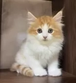 ミヌエット(長足)【愛知県・男の子・2025年3月24日・レッドタビー&ホワイト】の写真2