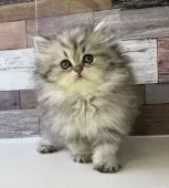 ペルシャ【愛知県・女の子・2025年6月27日・チンチラゴールデン】の写真3