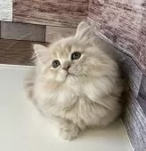 ミヌエット(短足)【愛知県・女の子・2025年3月24日・クリームタビー】の写真3