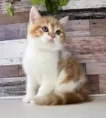 ミヌエット(長足)【愛知県・男の子・2025年11月23日・レッドタビー&ホワイト】の写真3