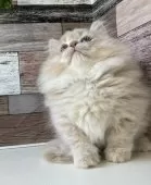 ミヌエット(短足)【愛知県・女の子・2025年3月24日・クリームタビー】の写真4