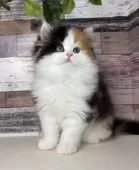 ミヌエット(長足)【愛知県・女の子・2025年9月5日・キャリコ】の写真5