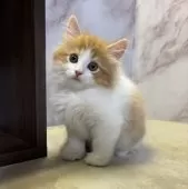 ミヌエット(長足)【愛知県・男の子・2025年3月24日・レッドタビー&ホワイト】の写真5