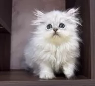 ペルシャ【愛知県・女の子・2025年6月27日・チンチラシルバー】の写真5