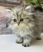 ペルシャ【愛知県・女の子・2025年6月27日・チンチラゴールデン】の写真5