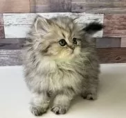 ペルシャ【愛知県・女の子・2025年6月27日・チンチラゴールデン】の写真6