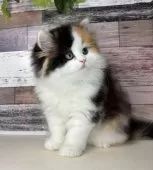 ミヌエット(長足)【愛知県・女の子・2025年9月5日・キャリコ】の写真6