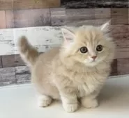 ミヌエット(短足)【愛知県・女の子・2025年3月24日・クリームタビー】の写真6