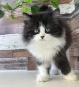 ミヌエット(長足)【愛知県・男の子・2024年12月9日・ブラック&ホワイト】の写真6