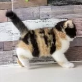 ミヌエット(長足)【愛知県・女の子・2025年9月24日・キャリコ】の写真6