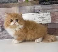 ミヌエット(長足)【愛知県・女の子・2025年8月3日・レッドタビー&ホワイト】の写真6