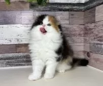 ミヌエット(長足)【愛知県・女の子・2025年9月5日・キャリコ】の写真7