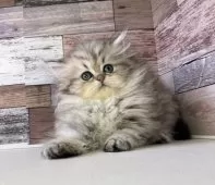 ペルシャ【愛知県・女の子・2025年6月27日・チンチラゴールデン】の写真8