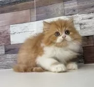 ミヌエット(長足)【愛知県・女の子・2025年8月3日・レッドタビー&ホワイト】の写真8