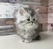 ミヌエット(長足)【愛知県・男の子・2025年10月17日・シルバータビー】の写真8