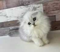 ペルシャ【愛知県・女の子・2025年6月27日・チンチラシルバー】の写真8