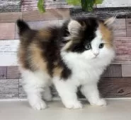 ミヌエット(長足)【愛知県・女の子・2025年9月5日・キャリコ】の写真9