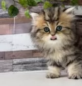 ペルシャ【愛知県・女の子・2024年12月18日・チンチラゴールデン】の写真9