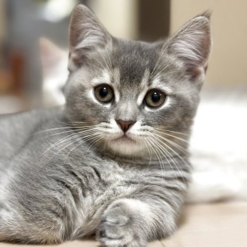 マンチカン(短足)【大阪府・女の子・2025年8月15日・ブルータビー（フワフワ）】の写真「パパそっくりの可愛いお顔と左手の手袋」