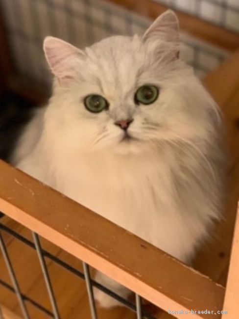 牛原　彩(うしはら　あや)ブリーダー(福岡県・スコティッシュフォールドなど・JABC登録)の紹介写真1