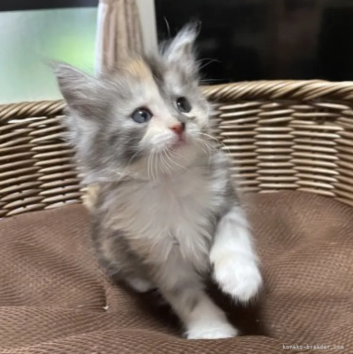 ID：2305-02133の子猫