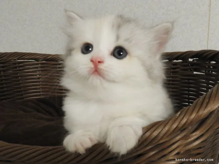 ID:2205-02624の子猫