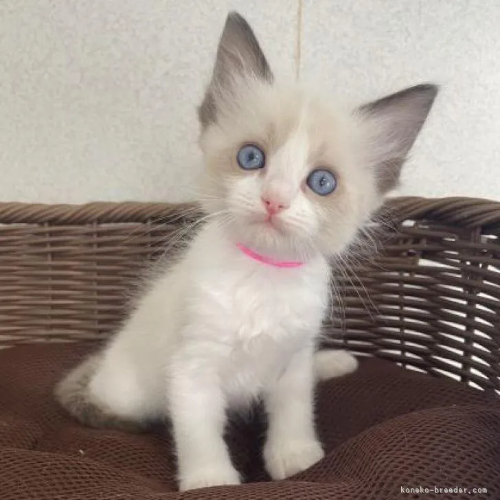 ID:2301-02023の子猫
