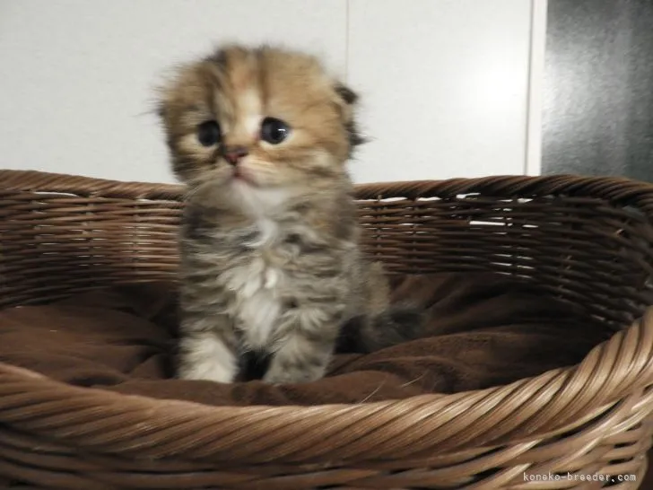 ID：2109-01410の子猫