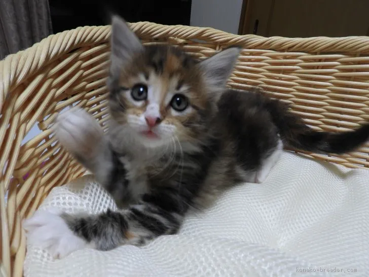 ID:2012-00102の子猫
