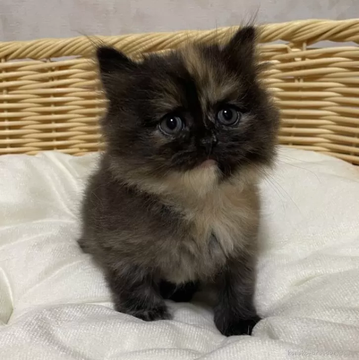 ID：2406-02183の子猫