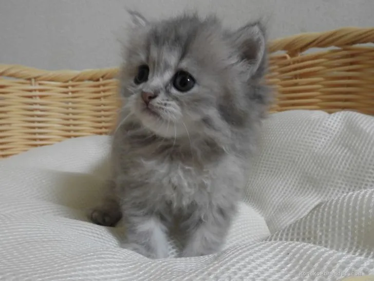 ID:2012-00809の子猫