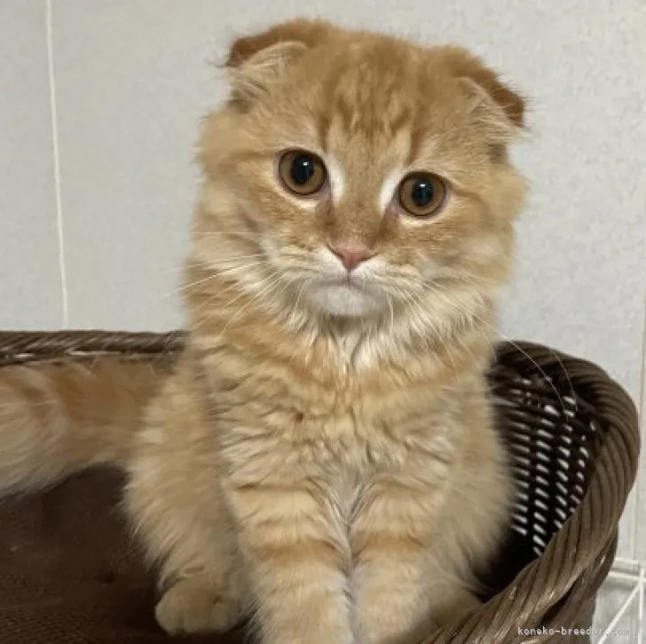 ID:2212-02511の子猫