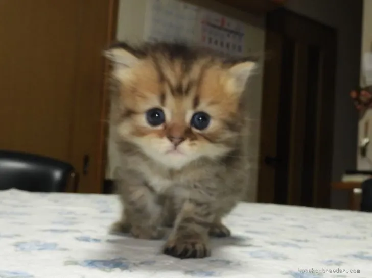 ID:2008-02183の子猫