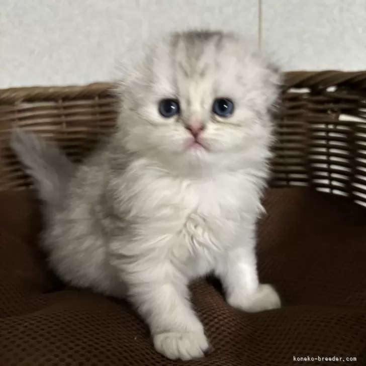 いのした 様のお迎えした子猫