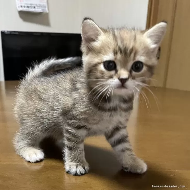 ID:2403-00256の子猫
